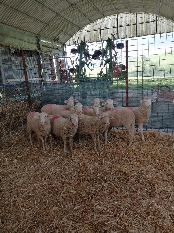 La Quinta Decima Bioagriturismo Fattoria Spedaletto المظهر الخارجي الصورة
