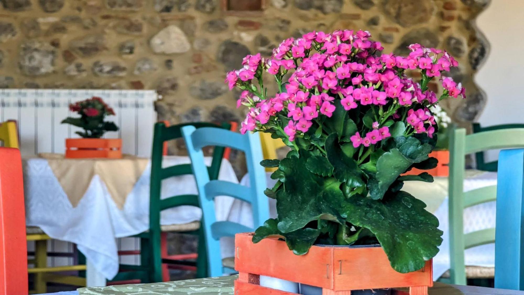 La Quinta Decima Bioagriturismo Fattoria Spedaletto المظهر الخارجي الصورة