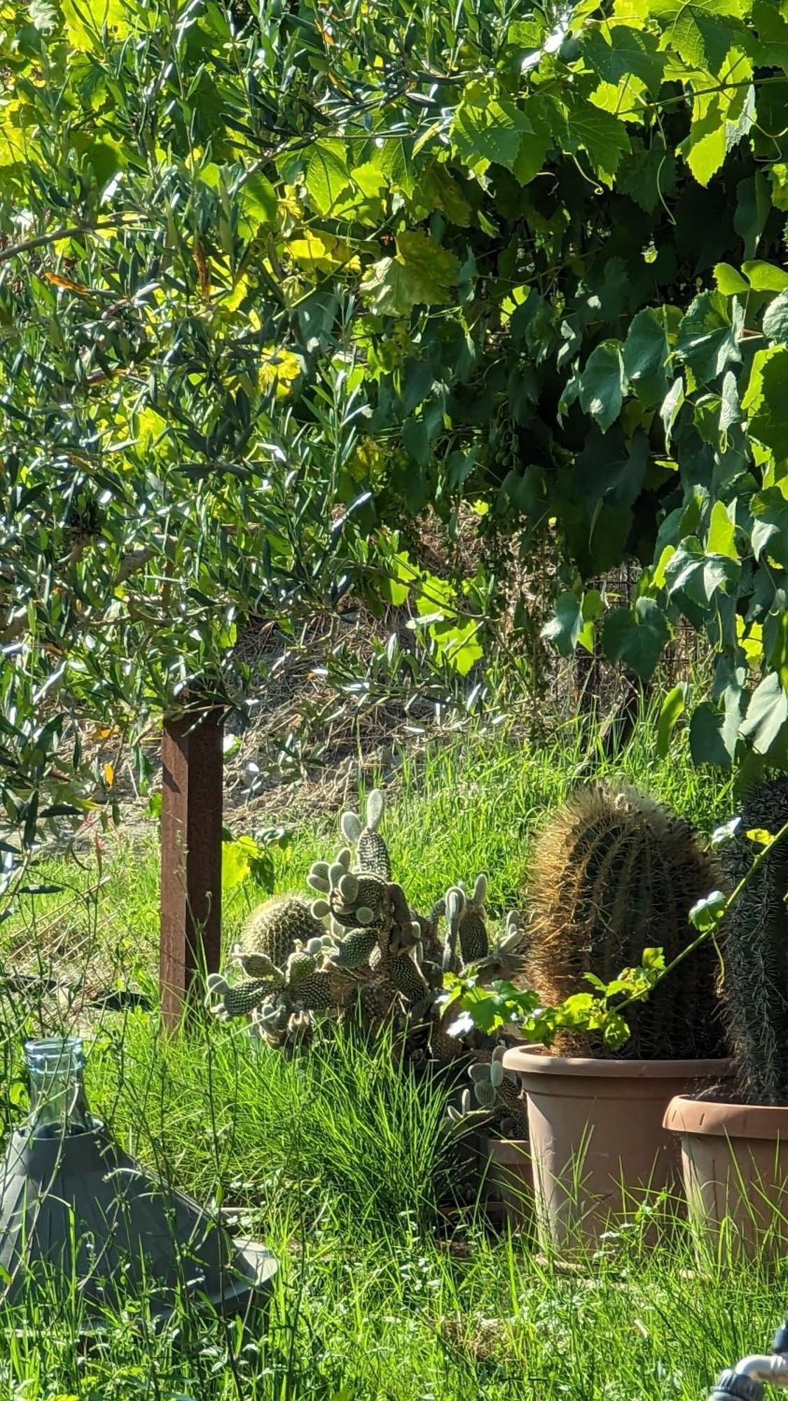 La Quinta Decima Bioagriturismo Fattoria Spedaletto المظهر الخارجي الصورة